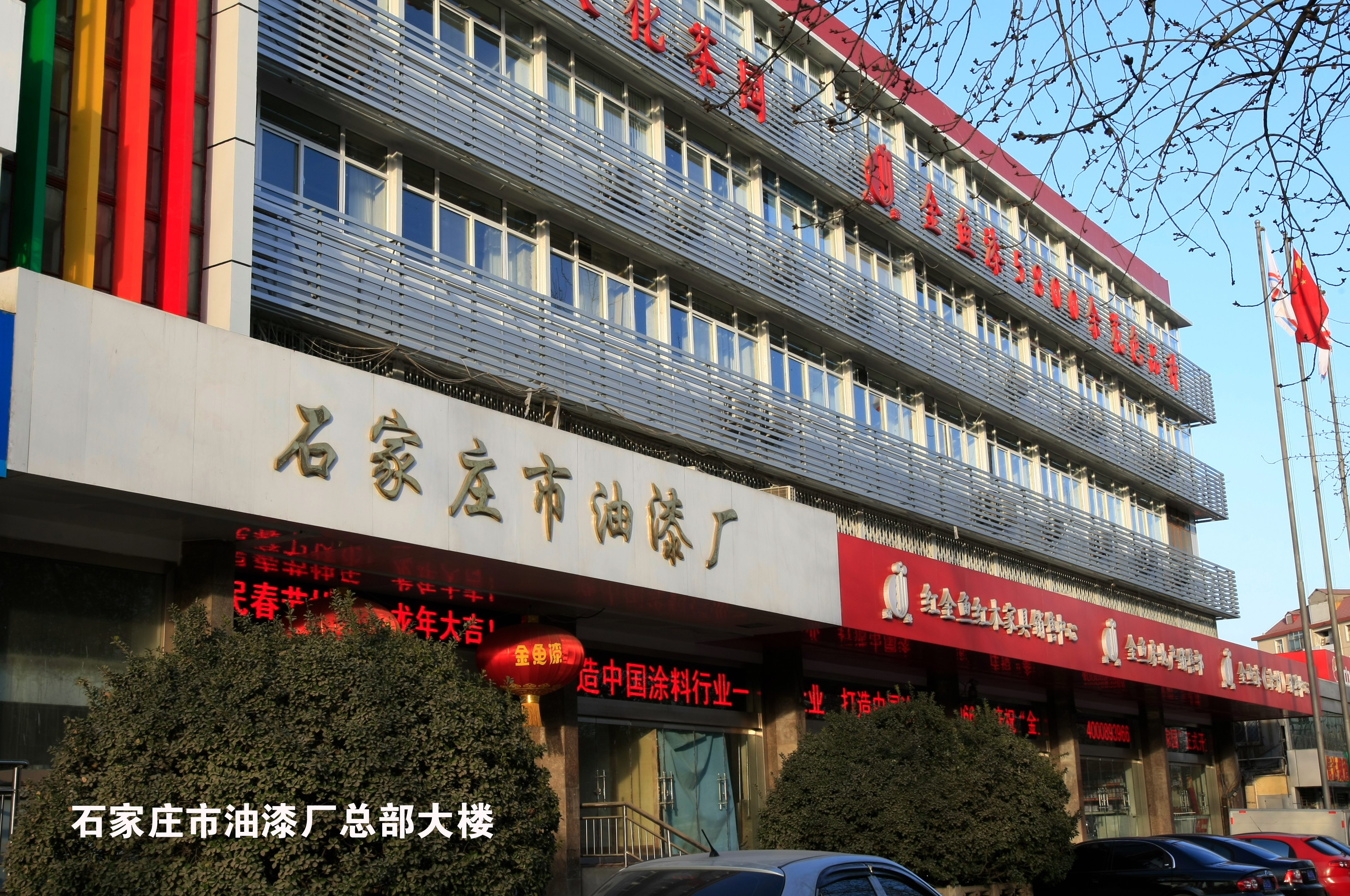 金魚簡(jiǎn)介(圖1)